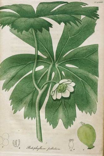 May-apple - Podophyllum peltatum - Подофилл щитовидный (мандрагор, майское яблоко)